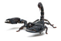 Heterometrus silenus Vietnam adult